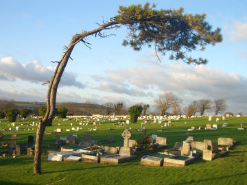 Cool tree! And graves