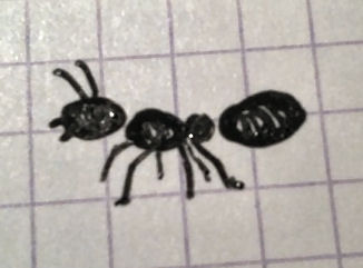 Ant